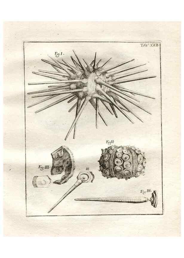 Reproducción/Reproduction 7216166734: De corporibus marinis lapidescentibus quæ defossa reperiuntur /. Romæ, :Ex typographia linguarum oridentalium Angeli Rotilii, et Philippi Bacchelli in ædibus maximorum.,1752.