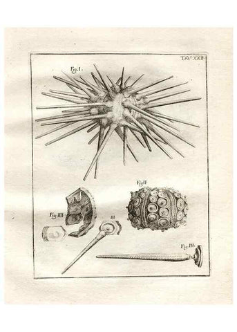 Reproducción/Reproduction 7216166734: De corporibus marinis lapidescentibus quæ defossa reperiuntur /. Romæ, :Ex typographia linguarum oridentalium Angeli Rotilii, et Philippi Bacchelli in ædibus maximorum.,1752.