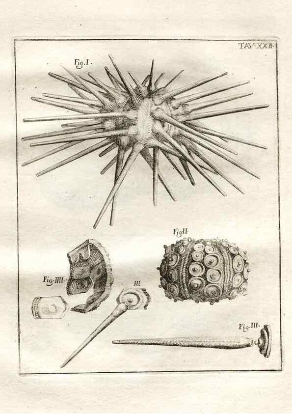Reproducción/Reproduction 7216166734: De corporibus marinis lapidescentibus quæ defossa reperiuntur /. Romæ, :Ex typographia linguarum oridentalium Angeli Rotilii, et Philippi Bacchelli in ædibus maximorum.,1752.