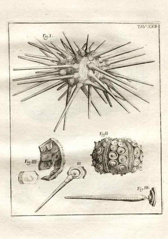 Reproducción/Reproduction 7216166734: De corporibus marinis lapidescentibus quæ defossa reperiuntur /. Romæ, :Ex typographia linguarum oridentalium Angeli Rotilii, et Philippi Bacchelli in ædibus maximorum.,1752.