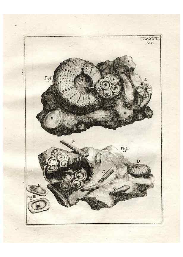 Reproducción/Reproduction 7216167750: De corporibus marinis lapidescentibus quæ defossa reperiuntur /. Romæ, :Ex typographia linguarum oridentalium Angeli Rotilii, et Philippi Bacchelli in ædibus maximorum.,1752.