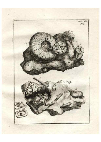 Reproducción/Reproduction 7216167750: De corporibus marinis lapidescentibus quæ defossa reperiuntur /. Romæ, :Ex typographia linguarum oridentalium Angeli Rotilii, et Philippi Bacchelli in ædibus maximorum.,1752.