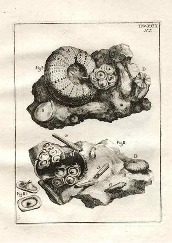 Reproducción/Reproduction 7216167750: De corporibus marinis lapidescentibus quæ defossa reperiuntur /. Romæ, :Ex typographia linguarum oridentalium Angeli Rotilii, et Philippi Bacchelli in ædibus maximorum.,1752.