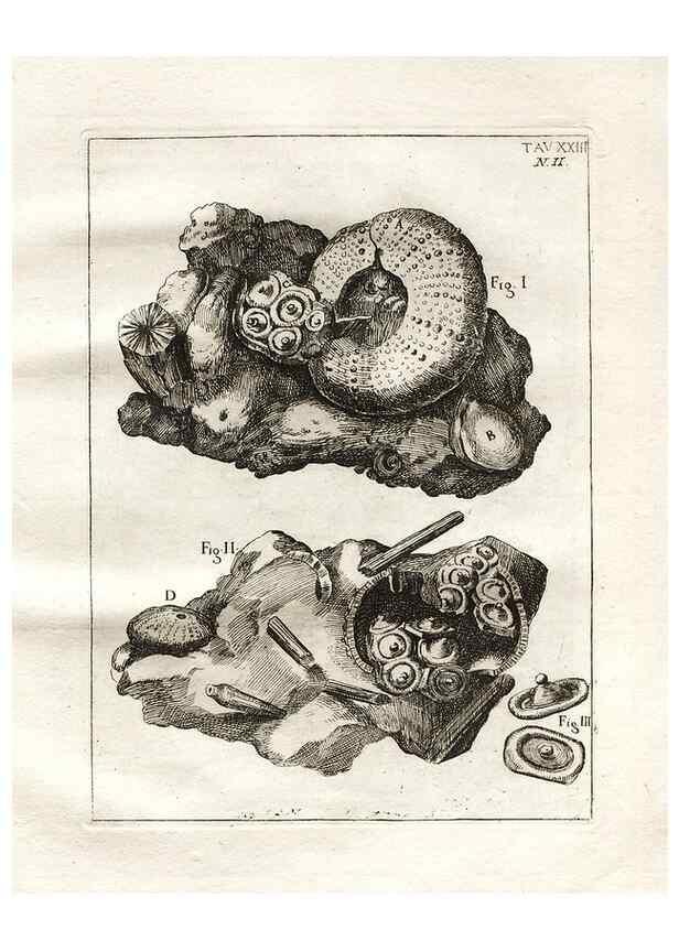 Reproducción/Reproduction 7216168598: De corporibus marinis lapidescentibus quæ defossa reperiuntur /. Romæ, :Ex typographia linguarum oridentalium Angeli Rotilii, et Philippi Bacchelli in ædibus maximorum.,1752.