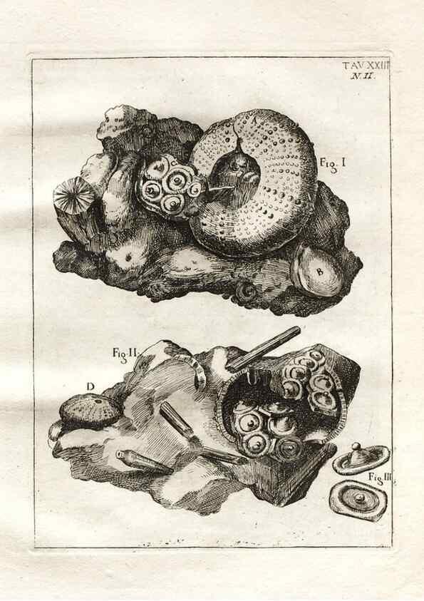 Reproducción/Reproduction 7216168598: De corporibus marinis lapidescentibus quæ defossa reperiuntur /. Romæ, :Ex typographia linguarum oridentalium Angeli Rotilii, et Philippi Bacchelli in ædibus maximorum.,1752.
