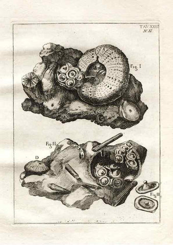 Reproducción/Reproduction 7216168598: De corporibus marinis lapidescentibus quæ defossa reperiuntur /. Romæ, :Ex typographia linguarum oridentalium Angeli Rotilii, et Philippi Bacchelli in ædibus maximorum.,1752.