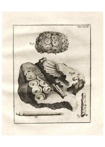 Reproducción/Reproduction 7216169450: De corporibus marinis lapidescentibus quæ defossa reperiuntur /. Romæ, :Ex typographia linguarum oridentalium Angeli Rotilii, et Philippi Bacchelli in ædibus maximorum.,1752.