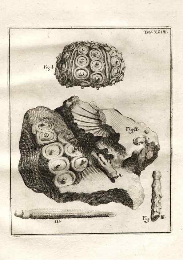 Reproducción/Reproduction 7216169450: De corporibus marinis lapidescentibus quæ defossa reperiuntur /. Romæ, :Ex typographia linguarum oridentalium Angeli Rotilii, et Philippi Bacchelli in ædibus maximorum.,1752.