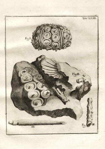 Reproducción/Reproduction 7216169450: De corporibus marinis lapidescentibus quæ defossa reperiuntur /. Romæ, :Ex typographia linguarum oridentalium Angeli Rotilii, et Philippi Bacchelli in ædibus maximorum.,1752.