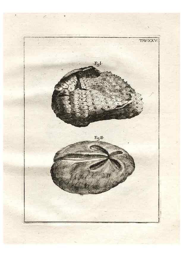 Reproducción/Reproduction 7216170570: De corporibus marinis lapidescentibus quæ defossa reperiuntur /. Romæ, :Ex typographia linguarum oridentalium Angeli Rotilii, et Philippi Bacchelli in ædibus maximorum.,1752.