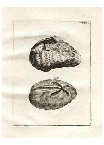 Reproducción/Reproduction 7216170570: De corporibus marinis lapidescentibus quæ defossa reperiuntur /. Romæ, :Ex typographia linguarum oridentalium Angeli Rotilii, et Philippi Bacchelli in ædibus maximorum.,1752.