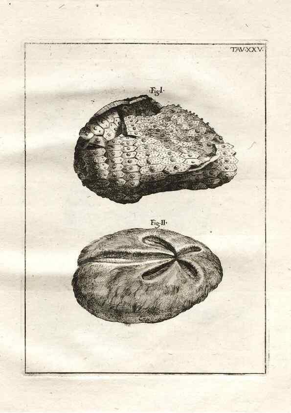 Reproducción/Reproduction 7216170570: De corporibus marinis lapidescentibus quæ defossa reperiuntur /. Romæ, :Ex typographia linguarum oridentalium Angeli Rotilii, et Philippi Bacchelli in ædibus maximorum.,1752.