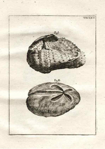 Reproducción/Reproduction 7216170570: De corporibus marinis lapidescentibus quæ defossa reperiuntur /. Romæ, :Ex typographia linguarum oridentalium Angeli Rotilii, et Philippi Bacchelli in ædibus maximorum.,1752.