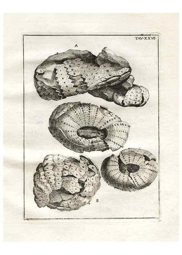 Reproducción/Reproduction 7216171536: De corporibus marinis lapidescentibus quæ defossa reperiuntur /. Romæ, :Ex typographia linguarum oridentalium Angeli Rotilii, et Philippi Bacchelli in ædibus maximorum.,1752.
