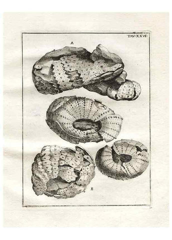Reproducción/Reproduction 7216171536: De corporibus marinis lapidescentibus quæ defossa reperiuntur /. Romæ, :Ex typographia linguarum oridentalium Angeli Rotilii, et Philippi Bacchelli in ædibus maximorum.,1752.