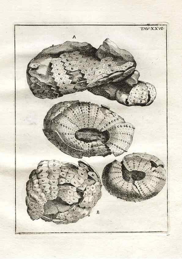 Reproducción/Reproduction 7216171536: De corporibus marinis lapidescentibus quæ defossa reperiuntur /. Romæ, :Ex typographia linguarum oridentalium Angeli Rotilii, et Philippi Bacchelli in ædibus maximorum.,1752.