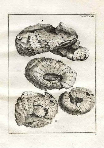 Reproducción/Reproduction 7216171536: De corporibus marinis lapidescentibus quæ defossa reperiuntur /. Romæ, :Ex typographia linguarum oridentalium Angeli Rotilii, et Philippi Bacchelli in ædibus maximorum.,1752.