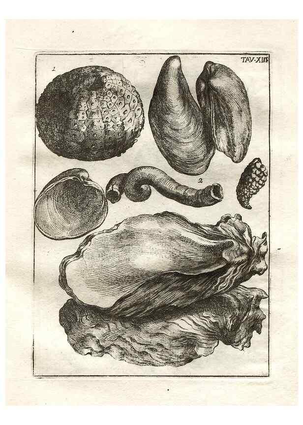 Reproducción/Reproduction 7216157906: De corporibus marinis lapidescentibus quæ defossa reperiuntur /. Romæ, :Ex typographia linguarum oridentalium Angeli Rotilii, et Philippi Bacchelli in ædibus maximorum.,1752.