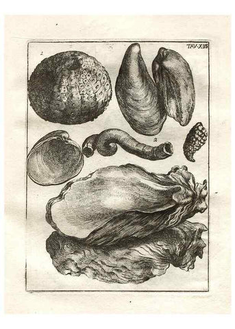 Reproducción/Reproduction 7216157906: De corporibus marinis lapidescentibus quæ defossa reperiuntur /. Romæ, :Ex typographia linguarum oridentalium Angeli Rotilii, et Philippi Bacchelli in ædibus maximorum.,1752.