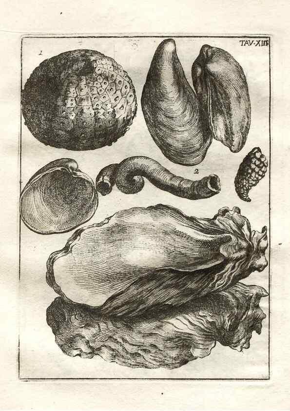 Reproducción/Reproduction 7216157906: De corporibus marinis lapidescentibus quæ defossa reperiuntur /. Romæ, :Ex typographia linguarum oridentalium Angeli Rotilii, et Philippi Bacchelli in ædibus maximorum.,1752.