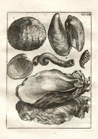 Reproducción/Reproduction 7216157906: De corporibus marinis lapidescentibus quæ defossa reperiuntur /. Romæ, :Ex typographia linguarum oridentalium Angeli Rotilii, et Philippi Bacchelli in ædibus maximorum.,1752.
