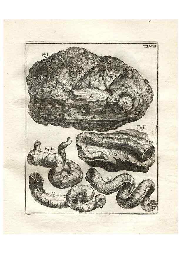 Reproducción/Reproduction 7216156844: De corporibus marinis lapidescentibus quæ defossa reperiuntur /. Romæ, :Ex typographia linguarum oridentalium Angeli Rotilii, et Philippi Bacchelli in ædibus maximorum.,1752.