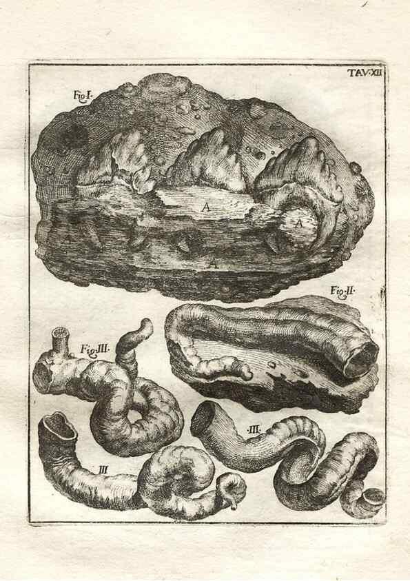 Reproducción/Reproduction 7216156844: De corporibus marinis lapidescentibus quæ defossa reperiuntur /. Romæ, :Ex typographia linguarum oridentalium Angeli Rotilii, et Philippi Bacchelli in ædibus maximorum.,1752.