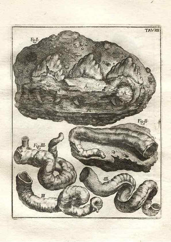 Reproducción/Reproduction 7216156844: De corporibus marinis lapidescentibus quæ defossa reperiuntur /. Romæ, :Ex typographia linguarum oridentalium Angeli Rotilii, et Philippi Bacchelli in ædibus maximorum.,1752.