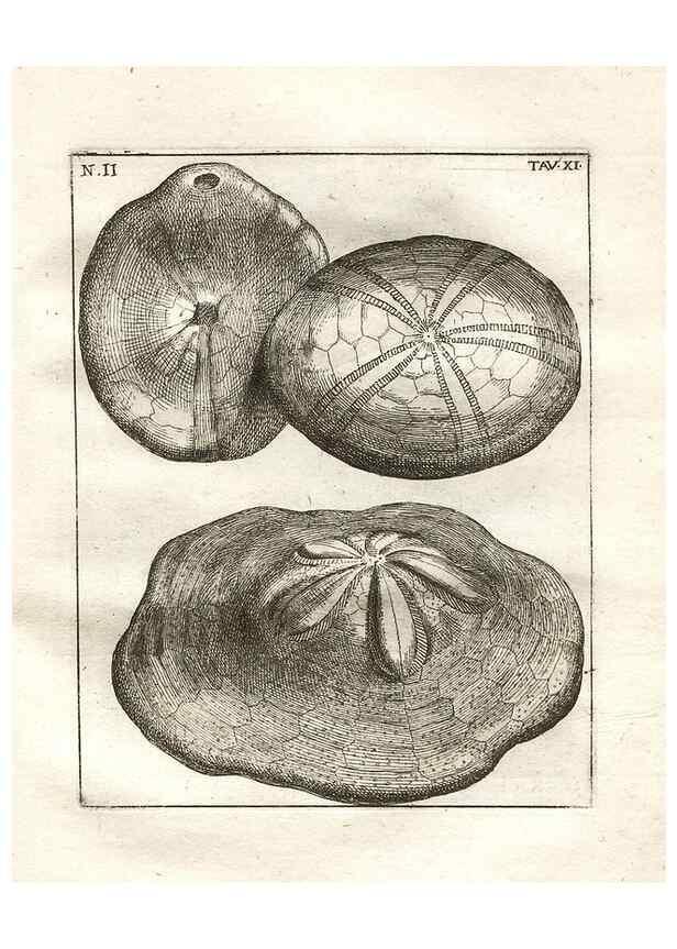 Reproducción/Reproduction 7216155840: De corporibus marinis lapidescentibus quæ defossa reperiuntur /. Romæ, :Ex typographia linguarum oridentalium Angeli Rotilii, et Philippi Bacchelli in ædibus maximorum.,1752.