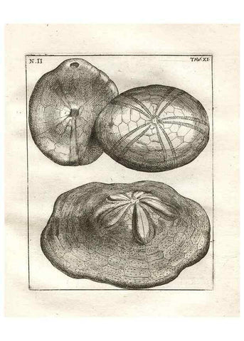 Reproducción/Reproduction 7216155840: De corporibus marinis lapidescentibus quæ defossa reperiuntur /. Romæ, :Ex typographia linguarum oridentalium Angeli Rotilii, et Philippi Bacchelli in ædibus maximorum.,1752.