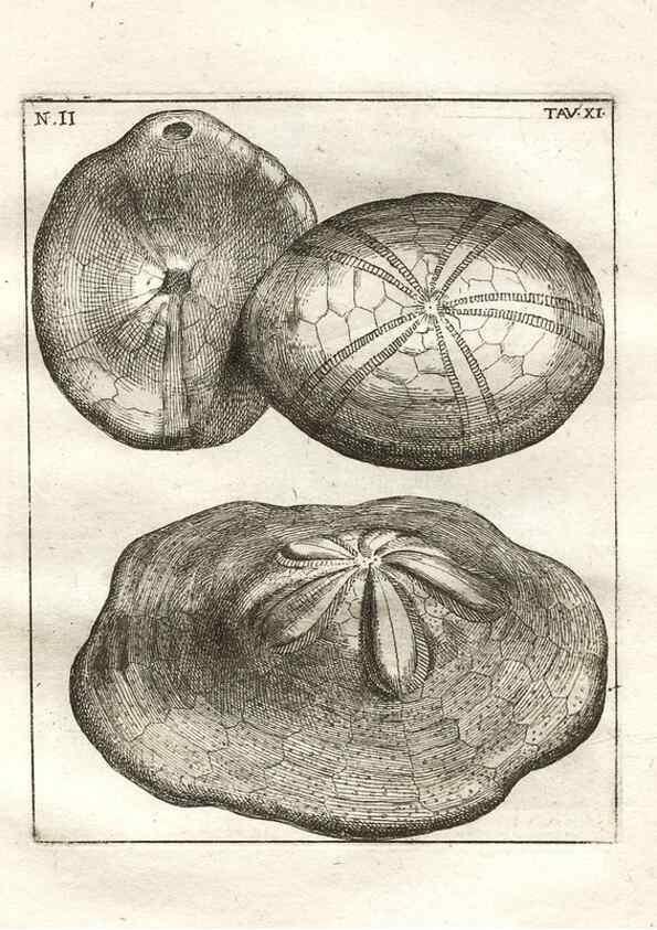 Reproducción/Reproduction 7216155840: De corporibus marinis lapidescentibus quæ defossa reperiuntur /. Romæ, :Ex typographia linguarum oridentalium Angeli Rotilii, et Philippi Bacchelli in ædibus maximorum.,1752.