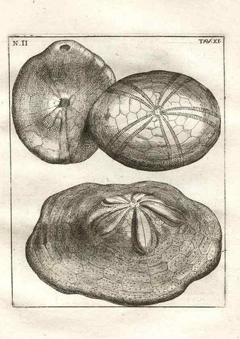 Reproducción/Reproduction 7216155840: De corporibus marinis lapidescentibus quæ defossa reperiuntur /. Romæ, :Ex typographia linguarum oridentalium Angeli Rotilii, et Philippi Bacchelli in ædibus maximorum.,1752.