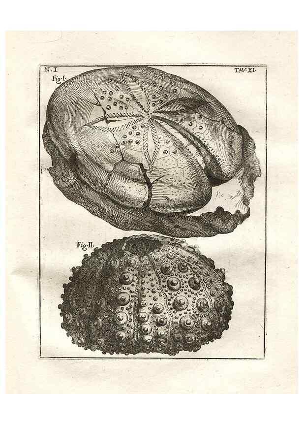 Reproducción/Reproduction 7216154848: De corporibus marinis lapidescentibus quæ defossa reperiuntur /. Romæ, :Ex typographia linguarum oridentalium Angeli Rotilii, et Philippi Bacchelli in ædibus maximorum.,1752.