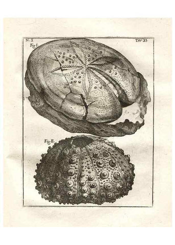 Reproducción/Reproduction 7216154848: De corporibus marinis lapidescentibus quæ defossa reperiuntur /. Romæ, :Ex typographia linguarum oridentalium Angeli Rotilii, et Philippi Bacchelli in ædibus maximorum.,1752.