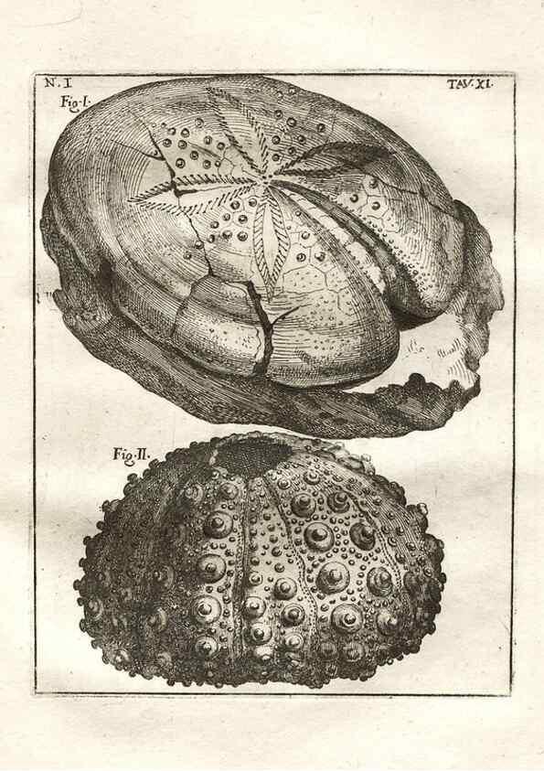 Reproducción/Reproduction 7216154848: De corporibus marinis lapidescentibus quæ defossa reperiuntur /. Romæ, :Ex typographia linguarum oridentalium Angeli Rotilii, et Philippi Bacchelli in ædibus maximorum.,1752.