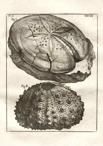 Reproducción/Reproduction 7216154848: De corporibus marinis lapidescentibus quæ defossa reperiuntur /. Romæ, :Ex typographia linguarum oridentalium Angeli Rotilii, et Philippi Bacchelli in ædibus maximorum.,1752.