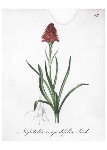 Reproducción/Reproduction 7216047750: Die Alpenpflanzen nach der Natur gemalt /. Prag :F. Tempsky,1879-1884.