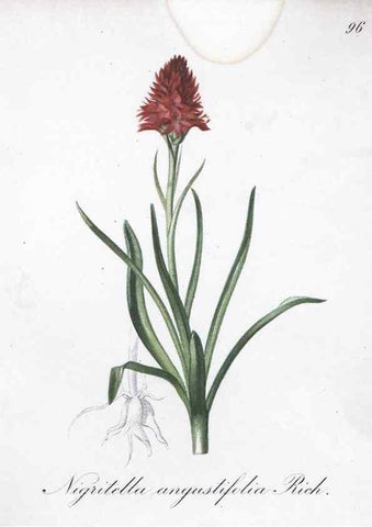 Reproducción/Reproduction 7216047750: Die Alpenpflanzen nach der Natur gemalt /. Prag :F. Tempsky,1879-1884.
