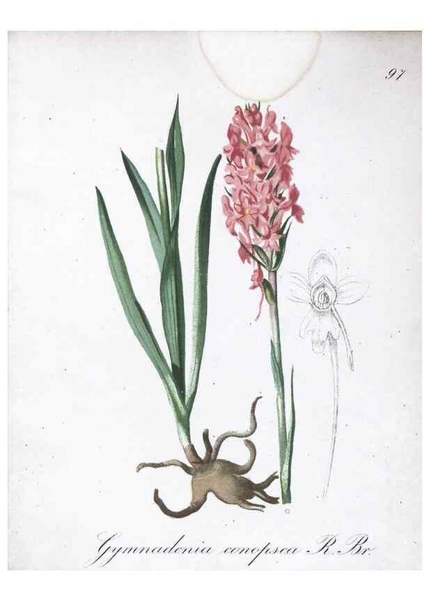 Reproducción/Reproduction 7216048906: Die Alpenpflanzen nach der Natur gemalt /. Prag :F. Tempsky,1879-1884.
