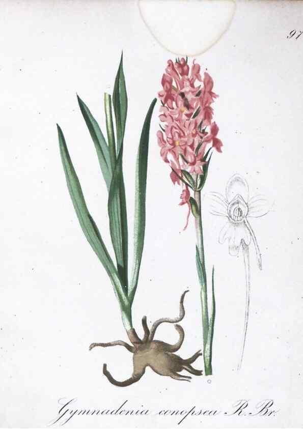 Reproducción/Reproduction 7216048906: Die Alpenpflanzen nach der Natur gemalt /. Prag :F. Tempsky,1879-1884.