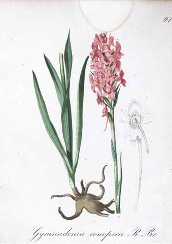 Reproducción/Reproduction 7216048906: Die Alpenpflanzen nach der Natur gemalt /. Prag :F. Tempsky,1879-1884.