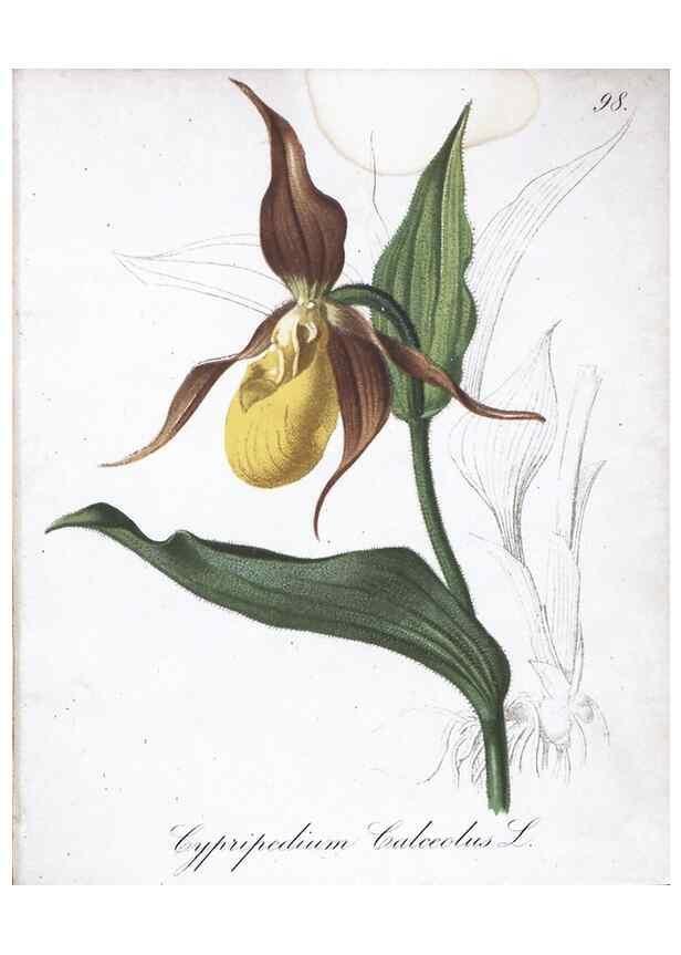 Reproducción/Reproduction 7216050390: Die Alpenpflanzen nach der Natur gemalt /. Prag :F. Tempsky,1879-1884.