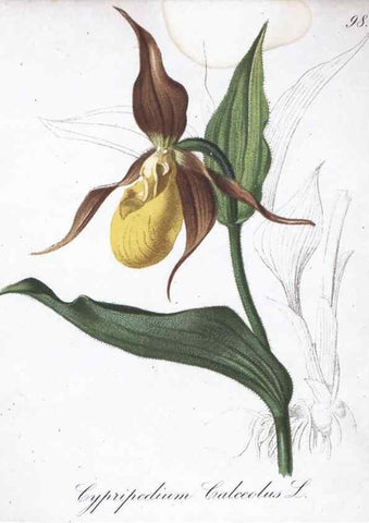 Reproducción/Reproduction 7216050390: Die Alpenpflanzen nach der Natur gemalt /. Prag :F. Tempsky,1879-1884.