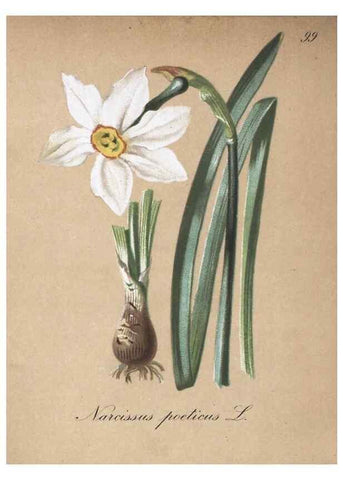 Reproducción/Reproduction 7216053790: Die Alpenpflanzen nach der Natur gemalt /. Prag :F. Tempsky,1879-1884.