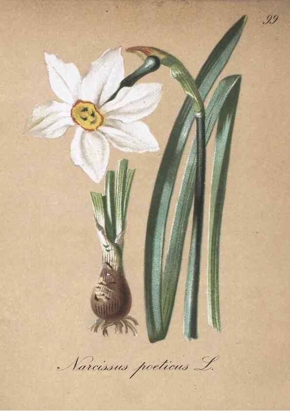 Reproducción/Reproduction 7216053790: Die Alpenpflanzen nach der Natur gemalt /. Prag :F. Tempsky,1879-1884.