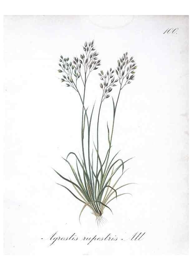 Reproducción/Reproduction 7216055004: Die Alpenpflanzen nach der Natur gemalt /. Prag :F. Tempsky,1879-1884.