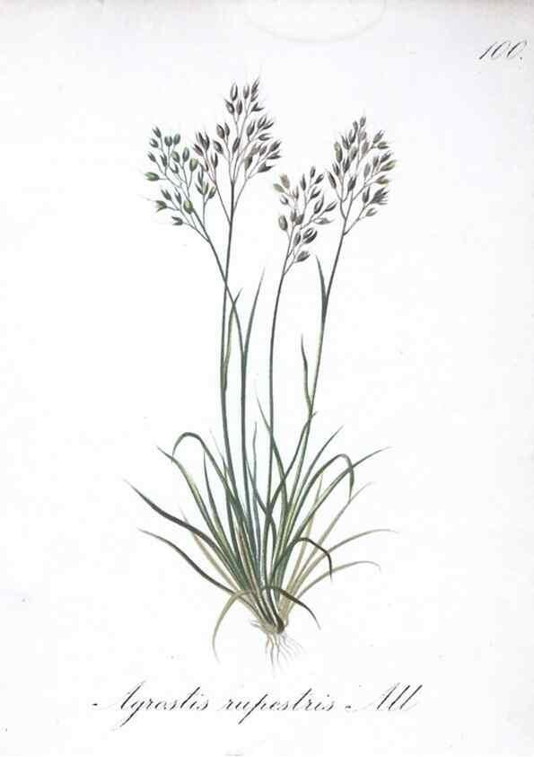 Reproducción/Reproduction 7216055004: Die Alpenpflanzen nach der Natur gemalt /. Prag :F. Tempsky,1879-1884.