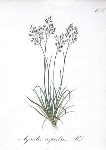 Reproducción/Reproduction 7216055004: Die Alpenpflanzen nach der Natur gemalt /. Prag :F. Tempsky,1879-1884.