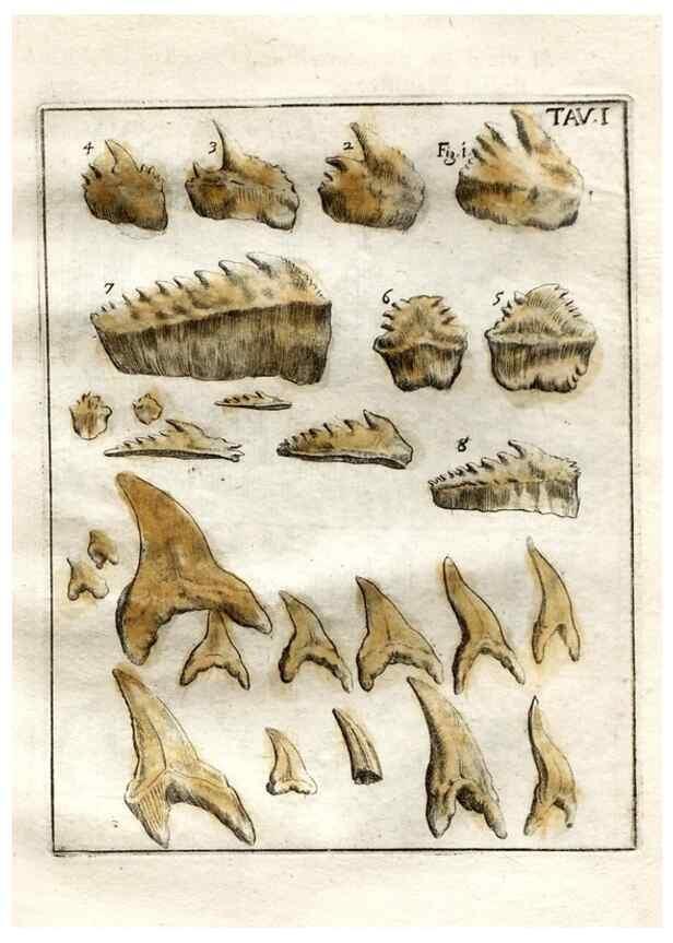 Reproducción/Reproduction 7216142288: De corporibus marinis lapidescentibus quæ defossa reperiuntur /. Romæ, :Ex typographia linguarum oridentalium Angeli Rotilii, et Philippi Bacchelli in ædibus maximorum.,1752.