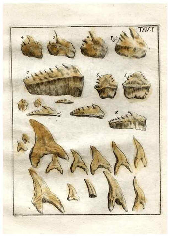 Reproducción/Reproduction 7216142288: De corporibus marinis lapidescentibus quæ defossa reperiuntur /. Romæ, :Ex typographia linguarum oridentalium Angeli Rotilii, et Philippi Bacchelli in ædibus maximorum.,1752.